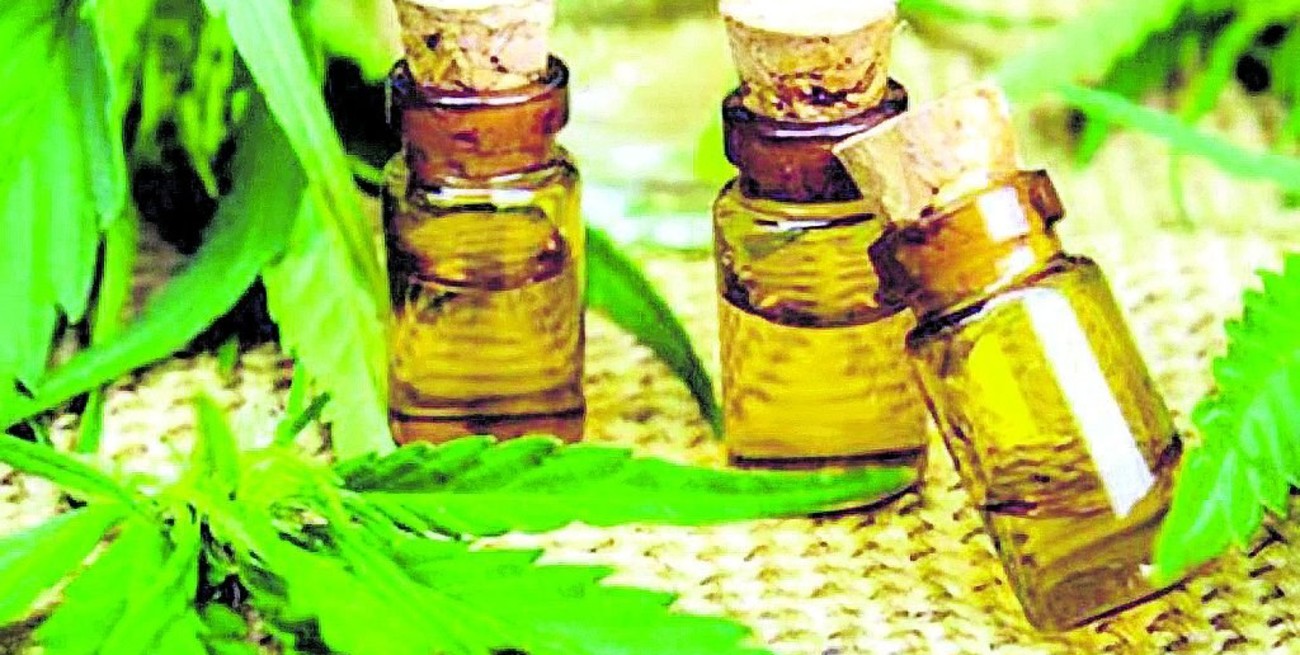 Controversia en Rosario por el nuevo sistema que se aprobó para otorgar licencias de autocultivo de cannabis