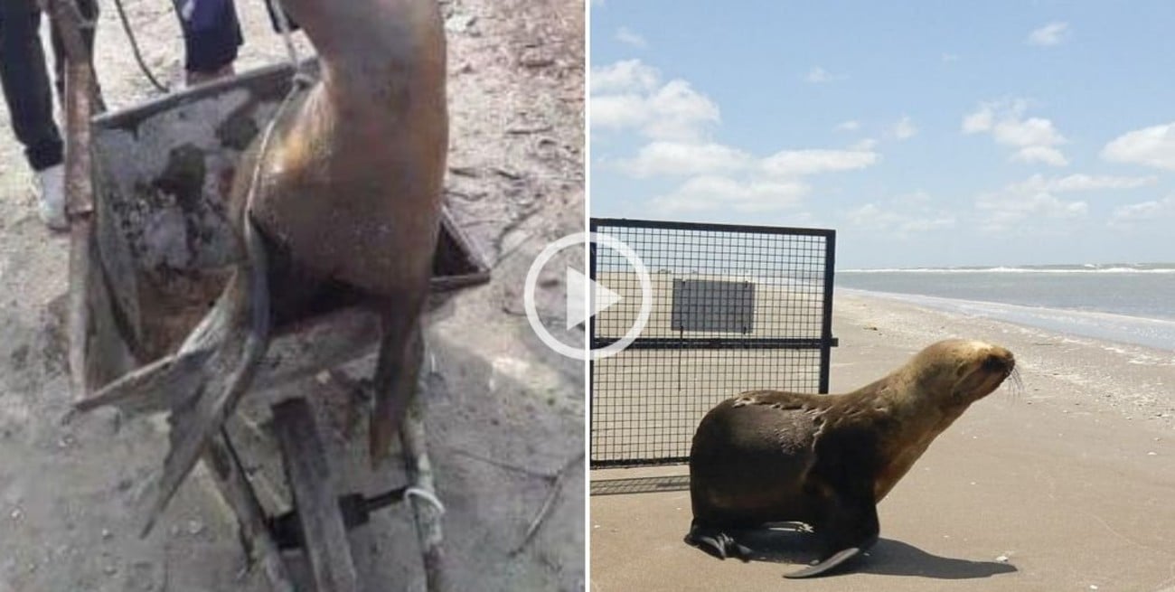 Video: De una carretilla al mar, el regreso de un León Marino a su hogar