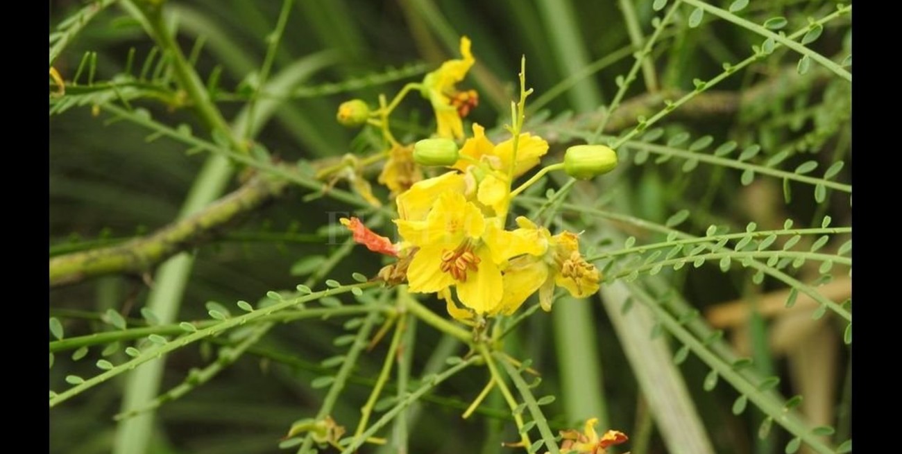 Volver la mirada hacia la flora autóctona