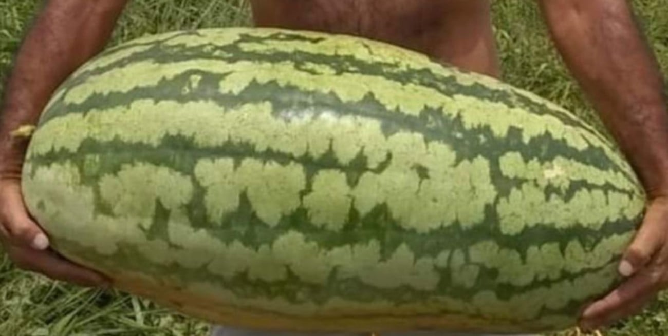 Video: cosechan en Corrientes una sandía de 50 kilos y logran romper un récord