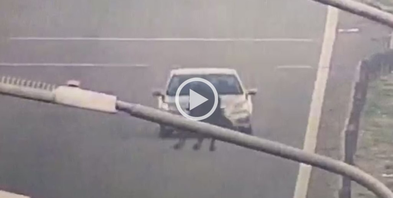 Video: Un caballo murió producto de un accidente de tránsito