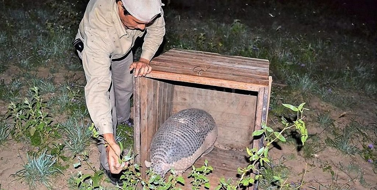 Rescatan a un tatú carreta gigante de casi un metro y medio de largo