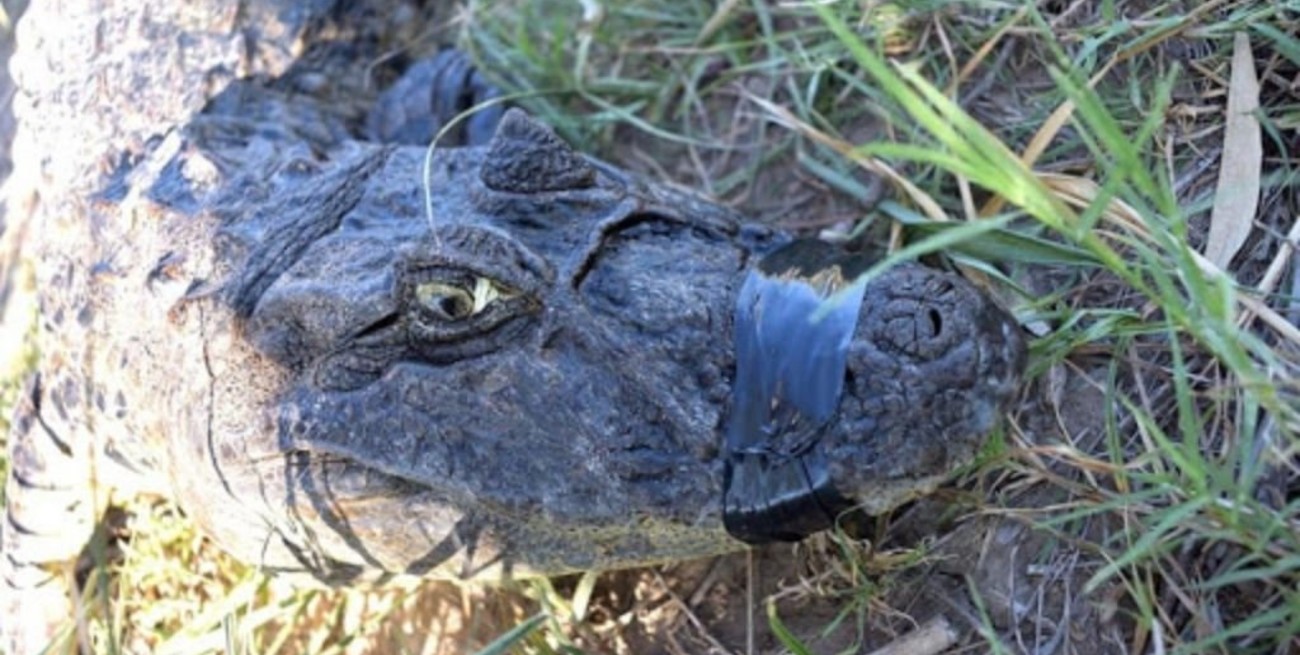 Corrientes: murió extrañamente el yacaré que se habría comido un caniche