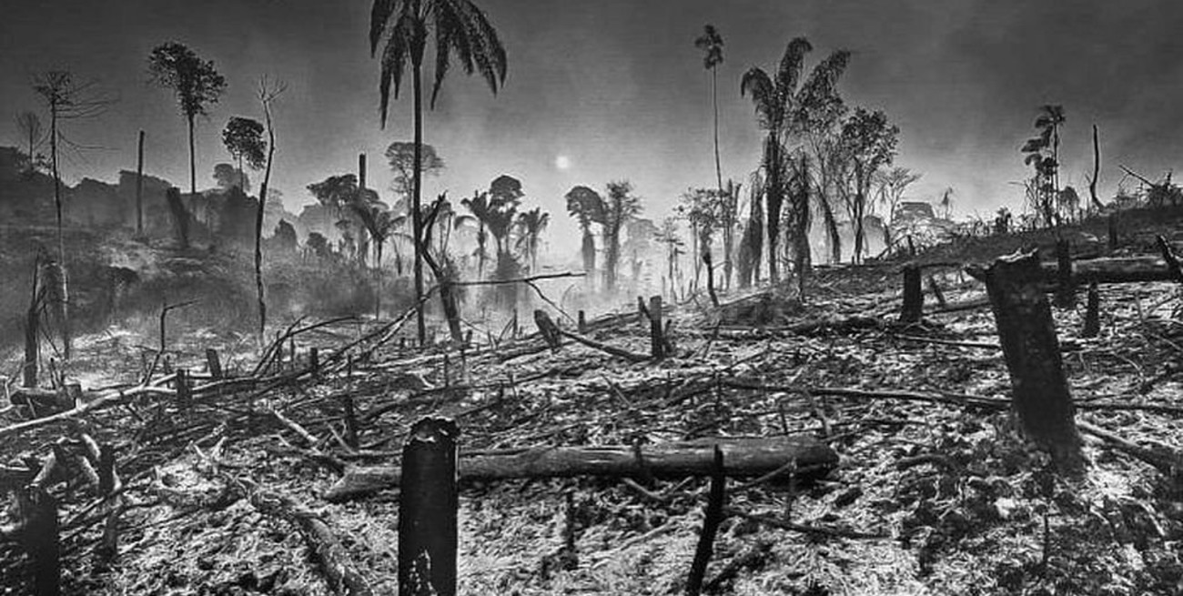 Recuperar el ecosistema del Amazonas llevará entre 200 y 500 años, según especialista