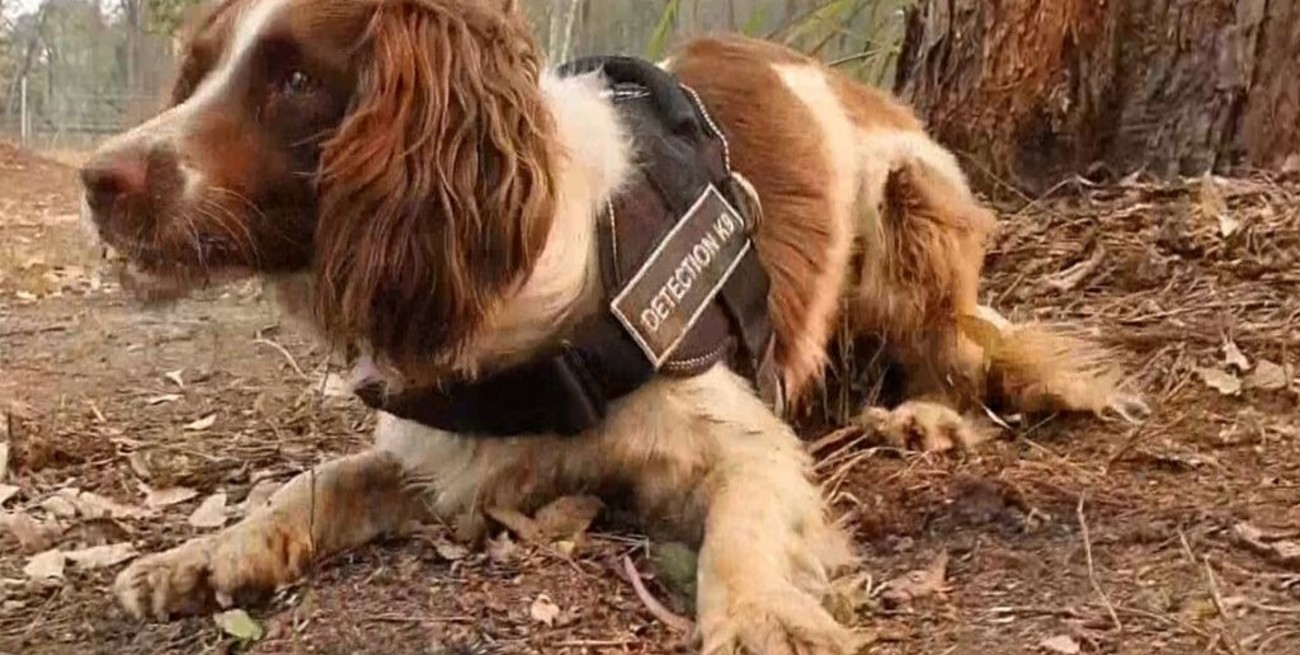 Taylor, la perra que ayuda a rescatar koalas en los incendios de Australia