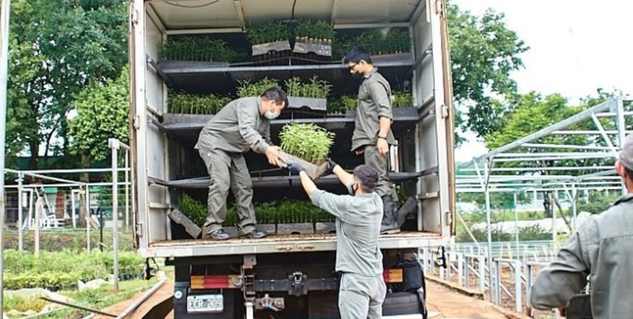 Misiones proveerá 500 mil algarrobos para reforestar áreas incendiadas en Córdoba