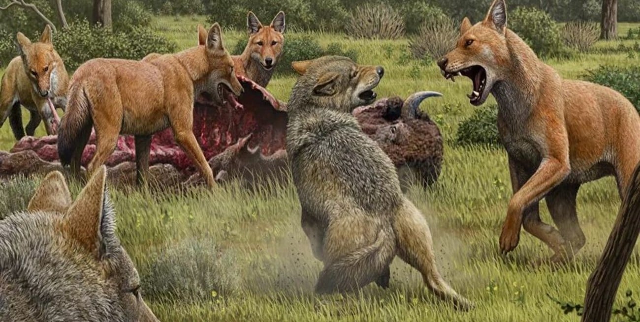 Los lobos gigantes existieron, pero no se parecían a los de Game of Thrones