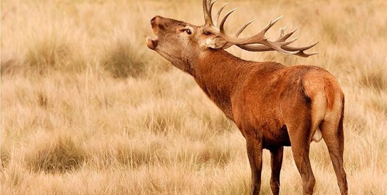 La Pampa abrió la temporada de avistaje de ciervos en brama