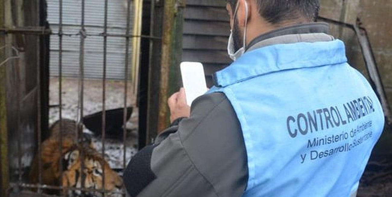 Incautaron tigres, pumas y más de 300 animales protegidos en la costa atlántica