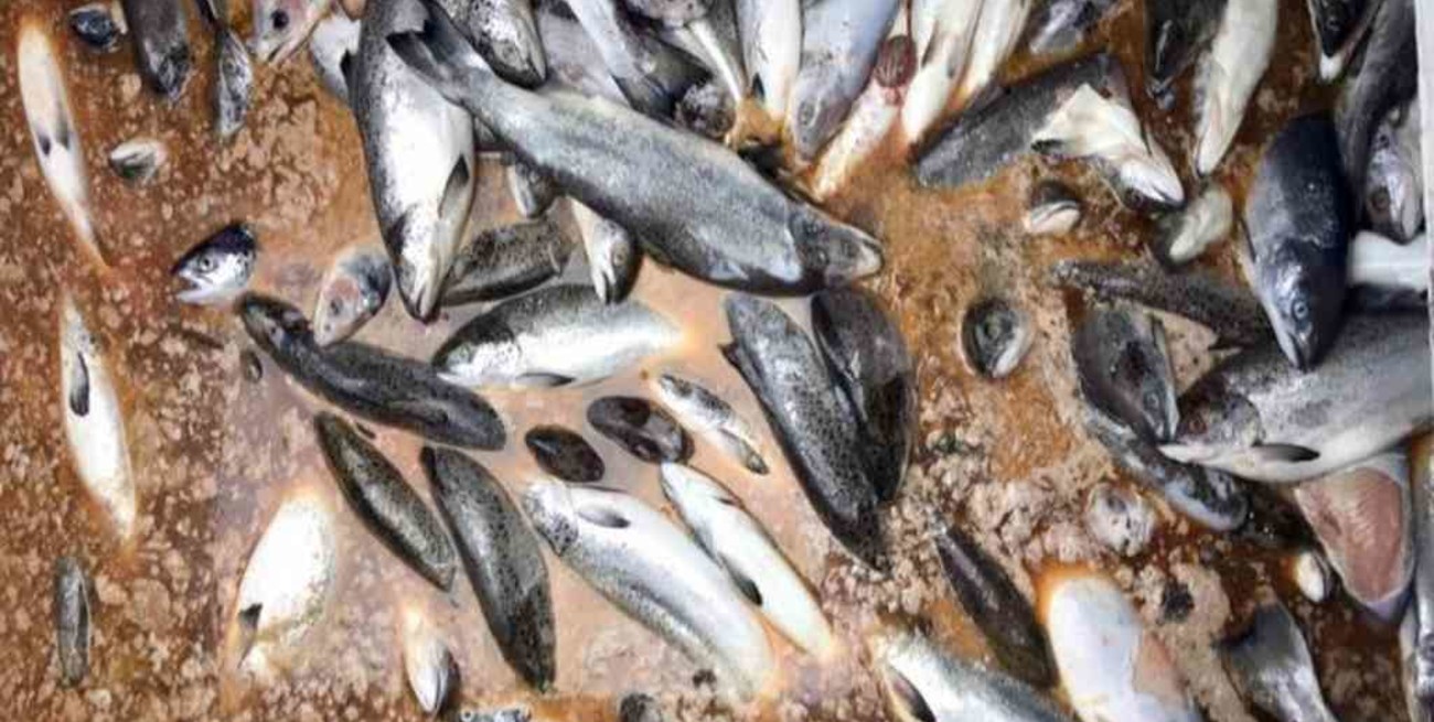 Más de cuatro mil toneladas de salmones muertos en el sur de Chile por algas nocivas
