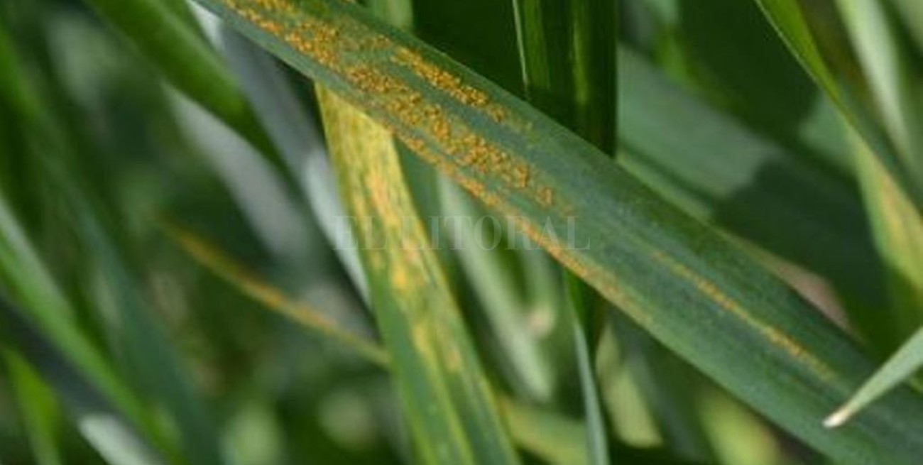 La roya amarilla "rompió la tregua"