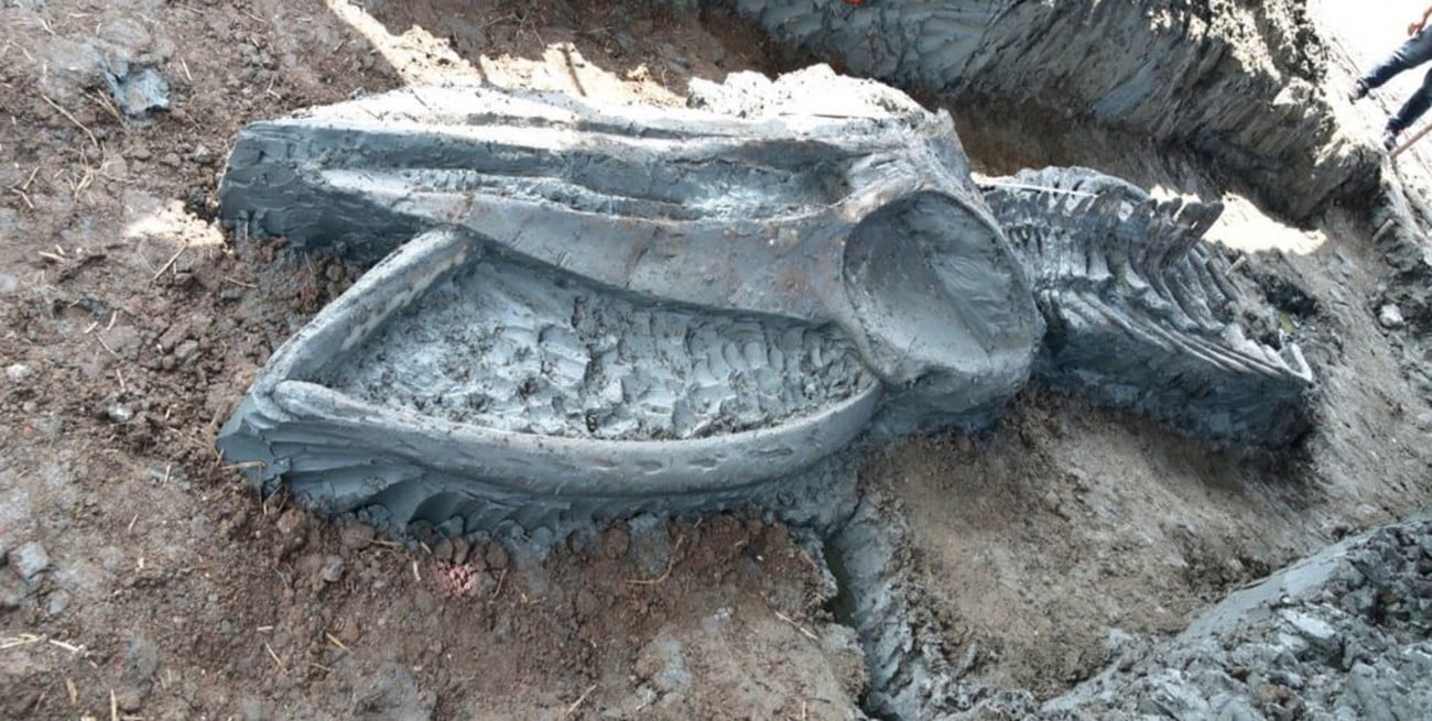 Hallaron en Tailandia el esqueleto casi intacto de una gigantesca ballena prehistórica