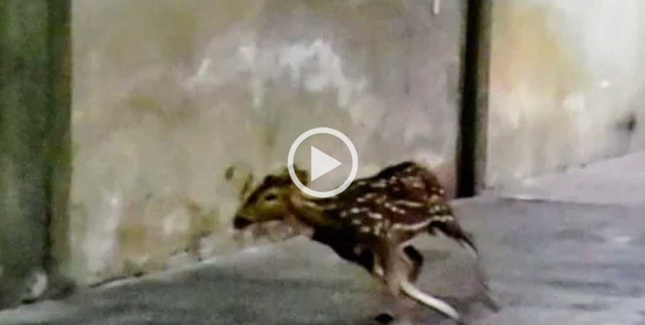 Video: un ciervo apareció en una cochera de Rosario