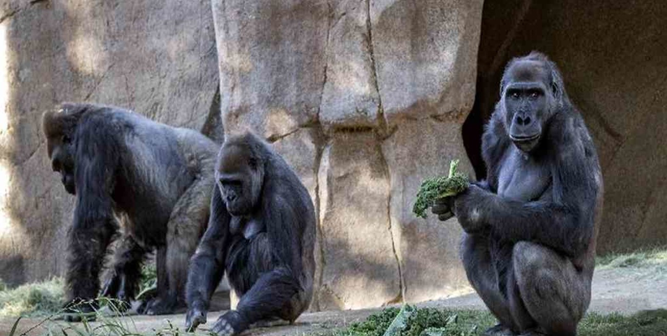 Al menos dos gorilas dieron positivo de coronavirus en un zoológico de Estados Unidos
