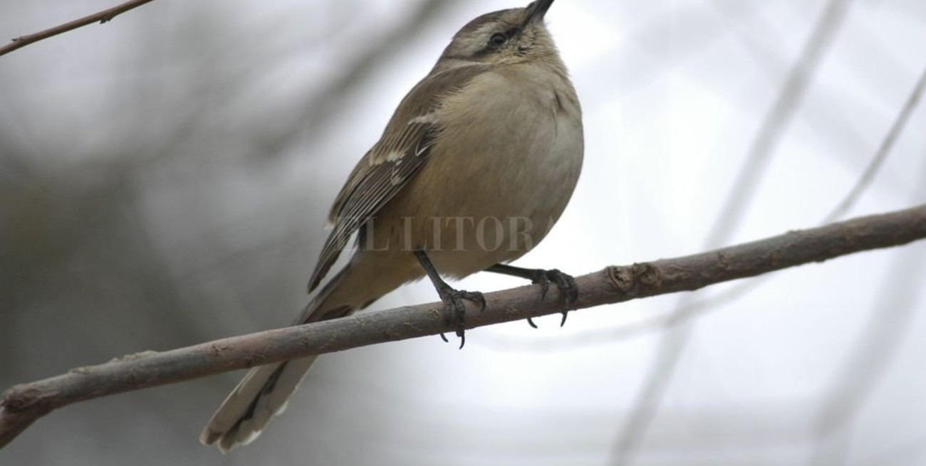 La metáfora de la calandria