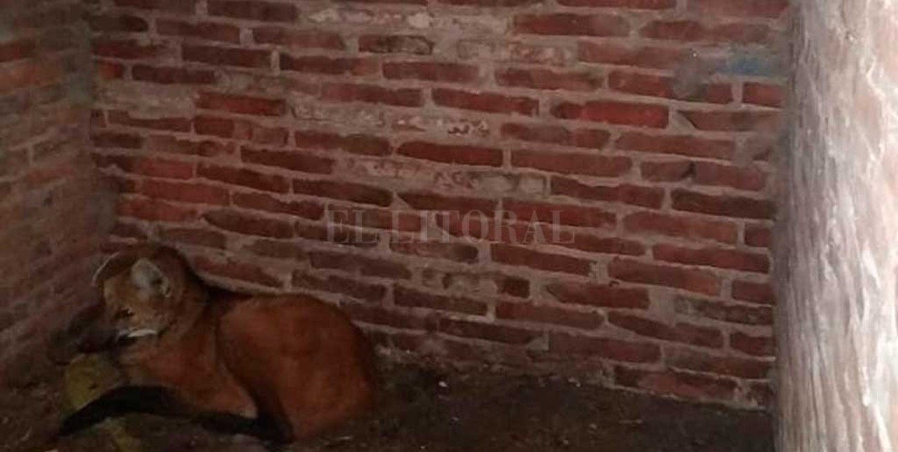 Apareció otro aguará guazú,  ahora en Humberto Primo