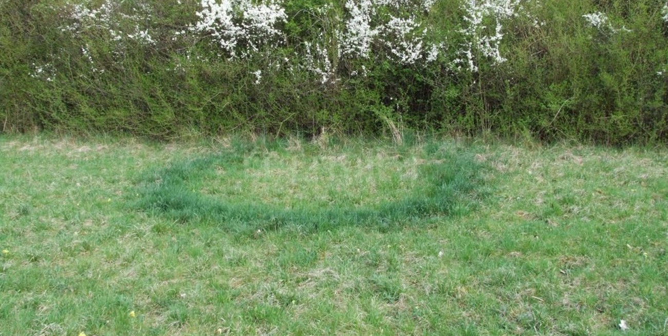 Ni ovnis, ni magia: se develó el misterio de los círculos en el pasto de Villa Ocampo