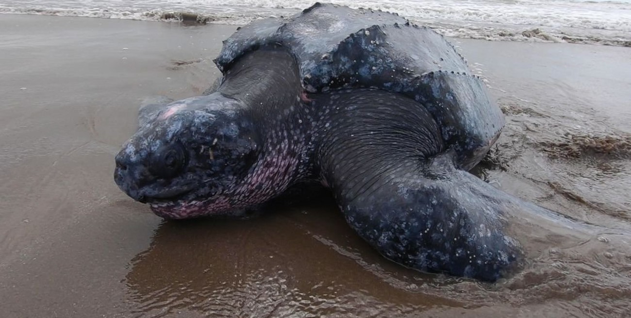Regresaron al mar a una tortuga laúd de más de 200 kilos