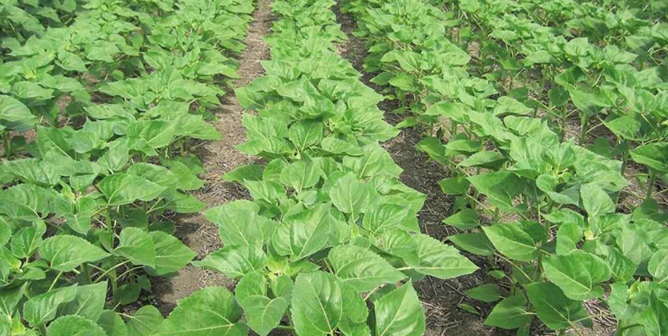 Avanza la siembra de cultivos tardíos  