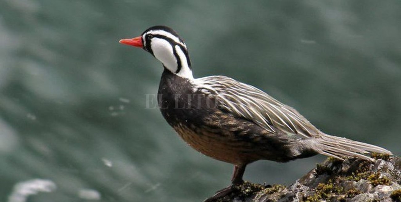 Santa Cruz: colocan trampas para depredadores de especies amenazadas