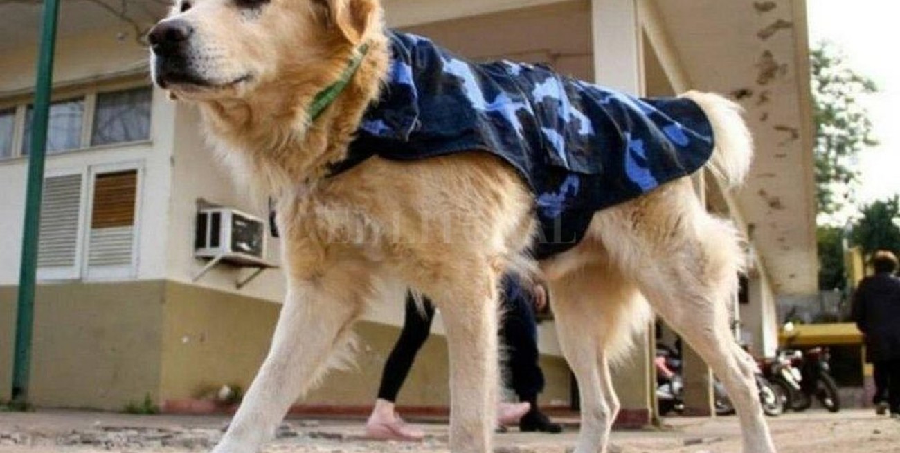 El escultor Julio Mac Donald realizará el monumento a "Cartucho", el perro policía de Corrientes