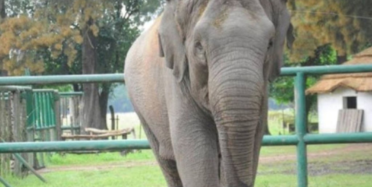 Piden que sean investigadas las causas de la muerte de la elefanta Sharima