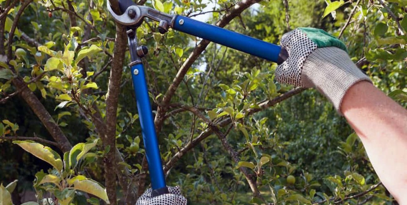 Podaba el árbol de su suegro, cayó y murió