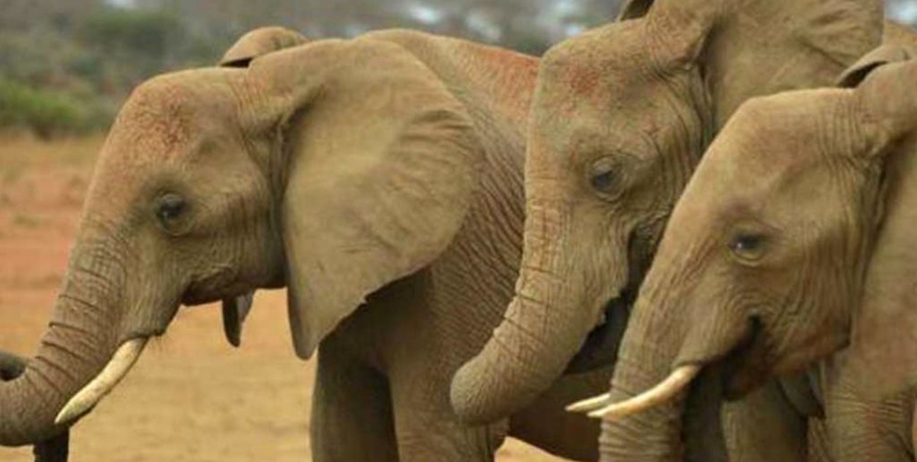 El elefante de selva africano está en peligro de extinción