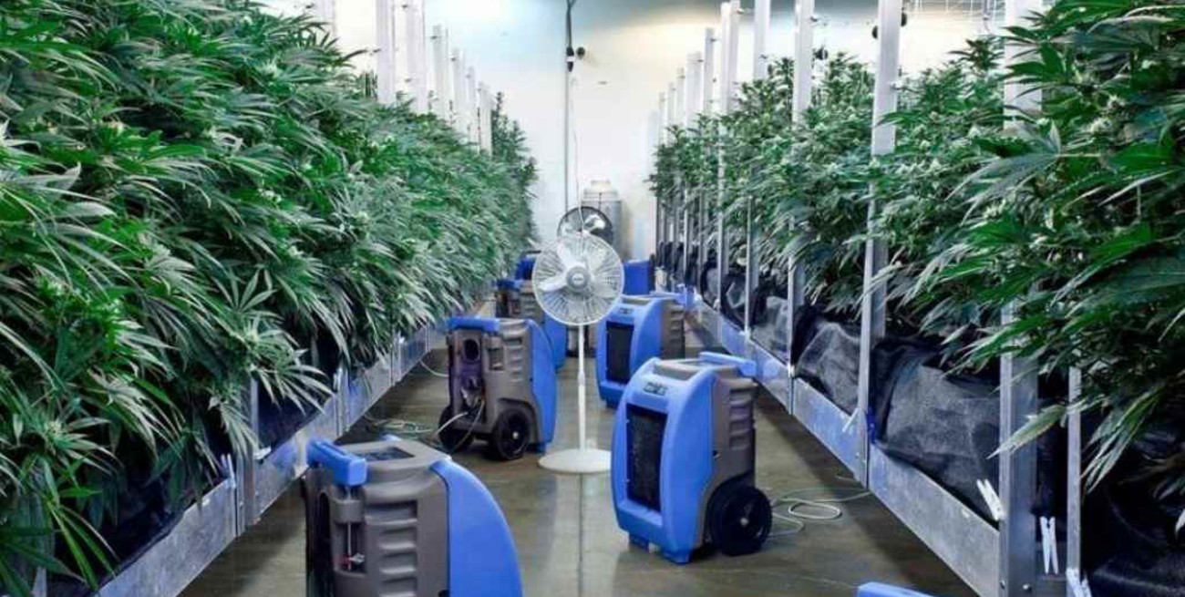 Nueva York aprueba el uso recreativo de marihuana para mayores de 21 años 