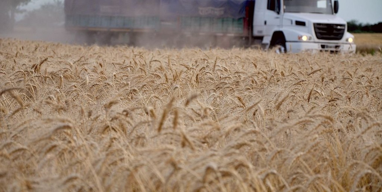 Trigo: hay más de 10 millones de toneladas para pasar el año