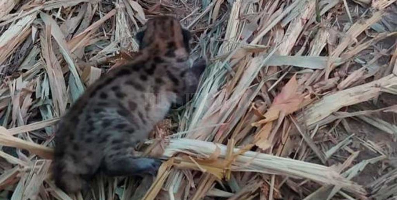Encontraron un cachorro de puma en un campo de Santa Fe