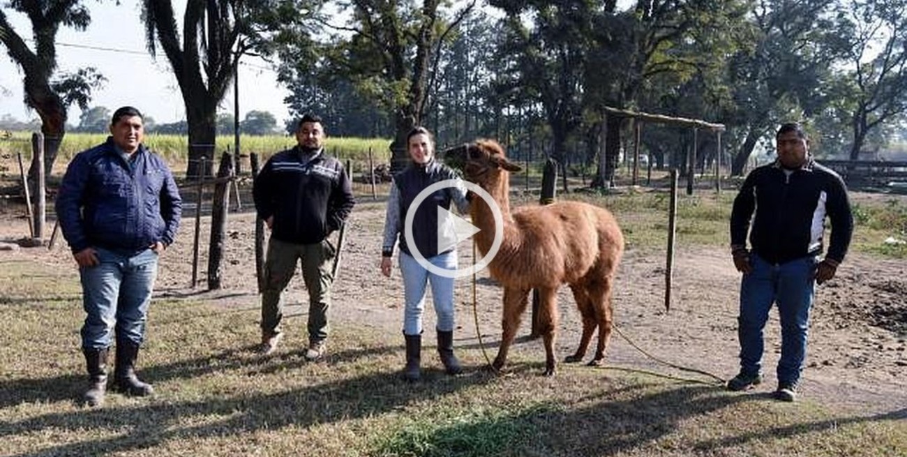 CONICET apuesta a "Lolo", la llama que podría curar el coronavirus