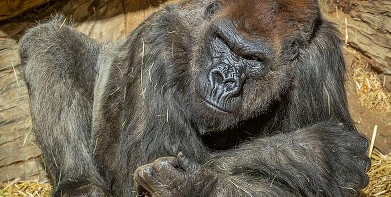 Un gorila tratado con anticuerpos sintéticos superó su caso grave de Covid-19