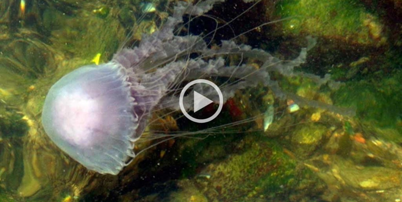 Aguas vivas "bastantes tóxicas" invadieron el puerto de Punta del Este