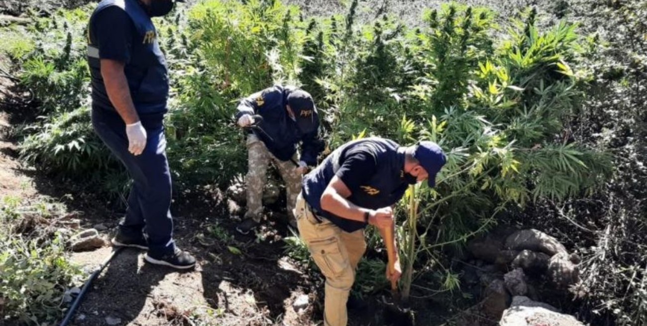 Encontraron un campo de marihuana de 20 hectáreas en las Sierras de Córdoba