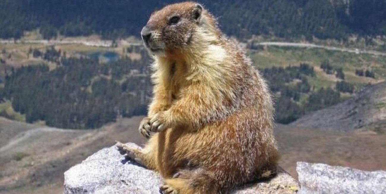 Mongolia cerró sus fronteras por un brote de "peste negra"