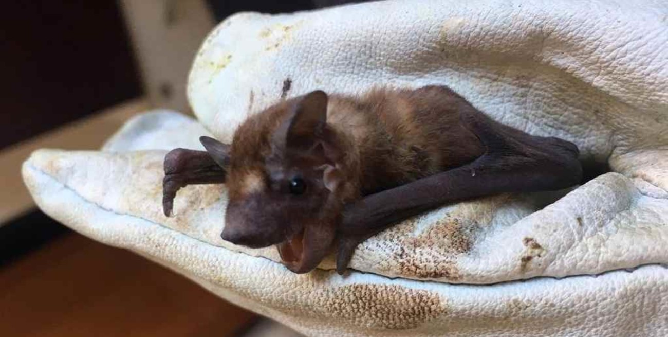 La degradación del ambiente que luego se lamenta en enfermedades  