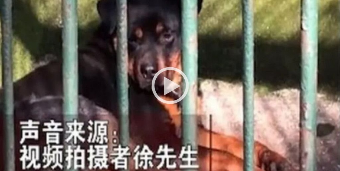 Acusan a un zoológico de China de hacer pasar a un perro por lobo