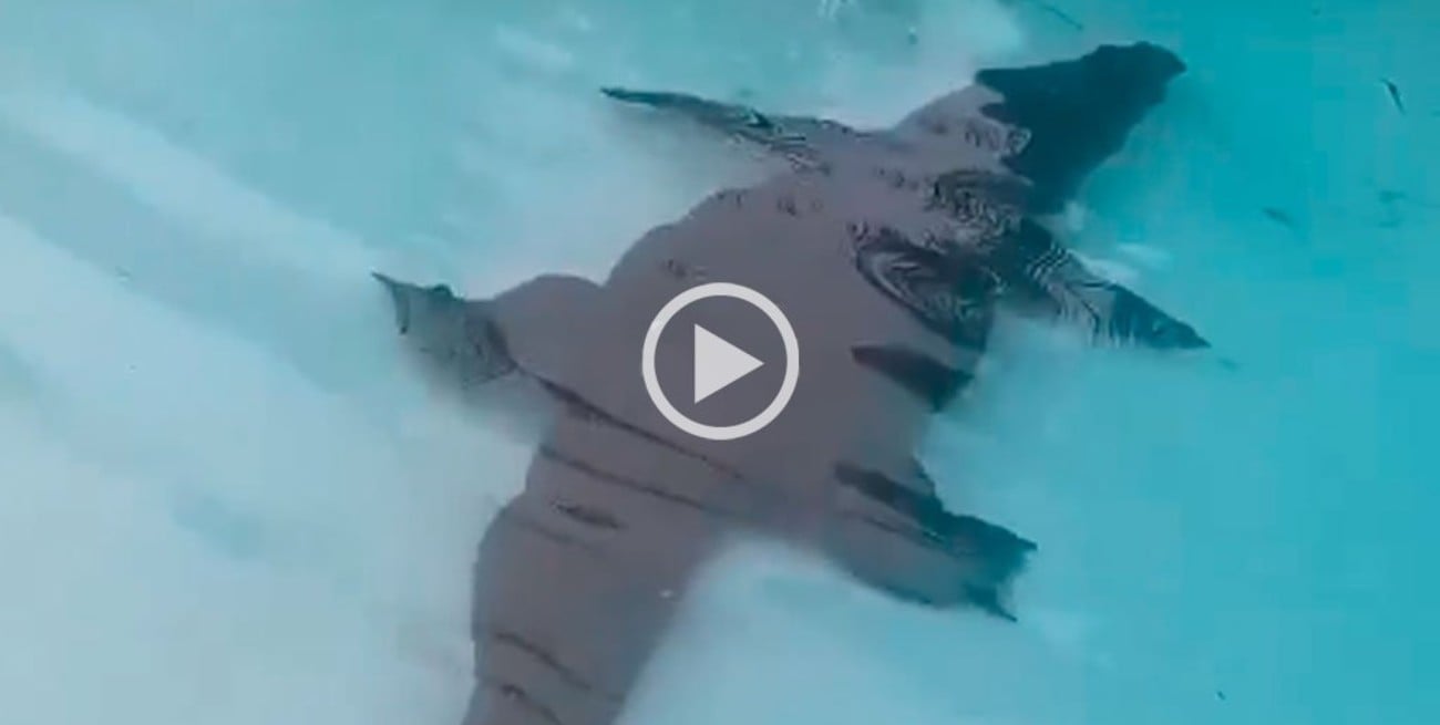 Video: encontraron un cocodrilo en la pileta de su casa