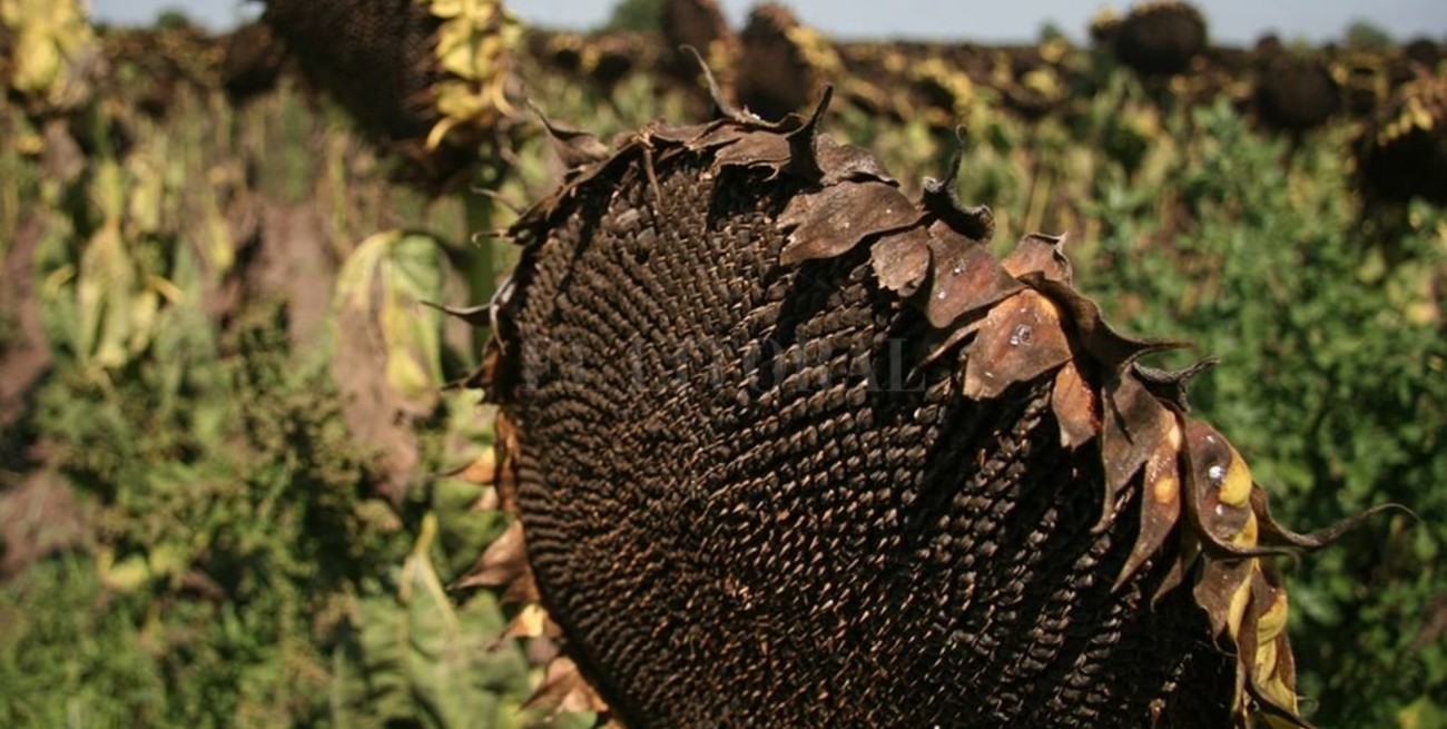 Girasol: el primer camión de la campaña será subastado en Santa Fe