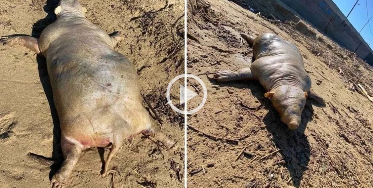 Video: la extraña criatura que apareció en una playa después de una tormenta