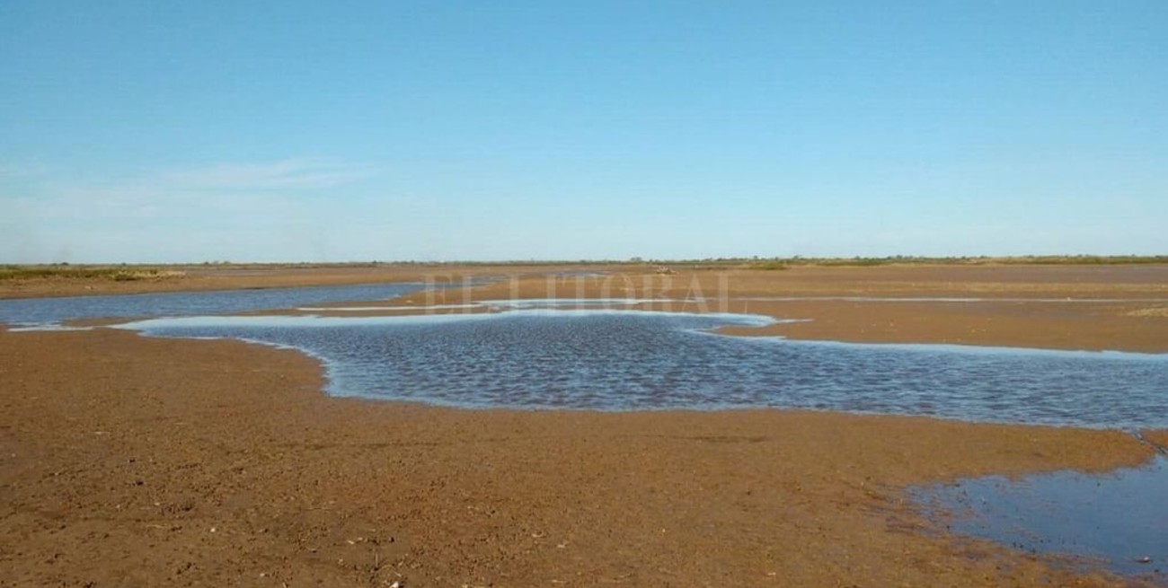 Cómo es el comportamiento de los peces cuando se vacían las lagunas