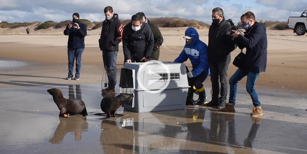 Video: Regresaron al mar a elefantes y lobos marinos rescatados