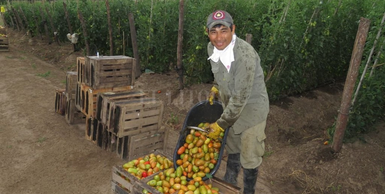  Para el lado del tomate 