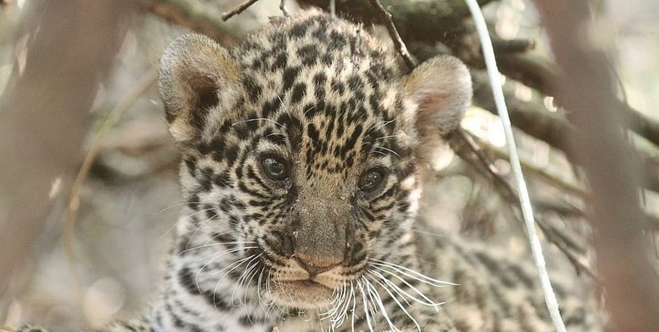 Chaco: las crías de yaguareté cumplen un mes de vida