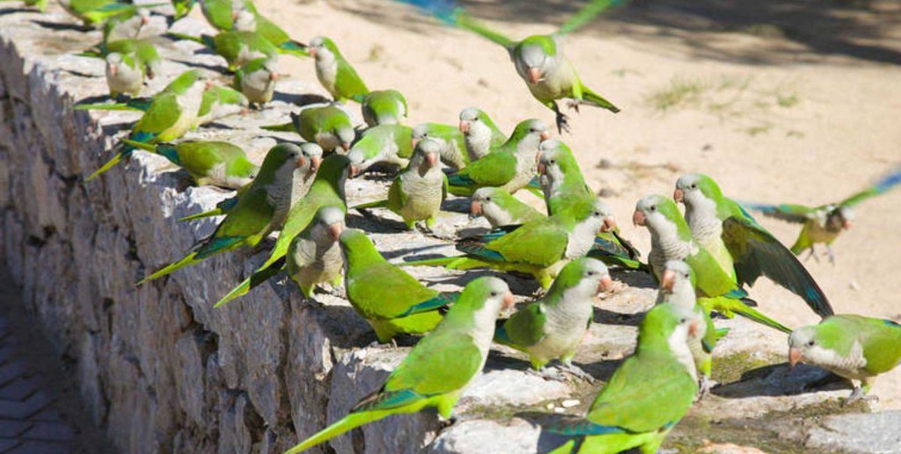 Las provincias toman intervención en el combate contra la "plaga" de cotorras