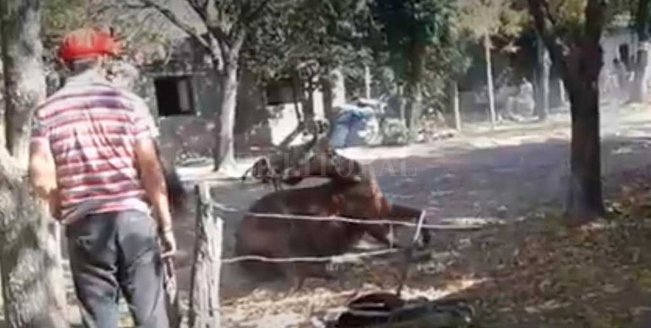 Investigan si un hombre golpeó a una yegua hasta matarla