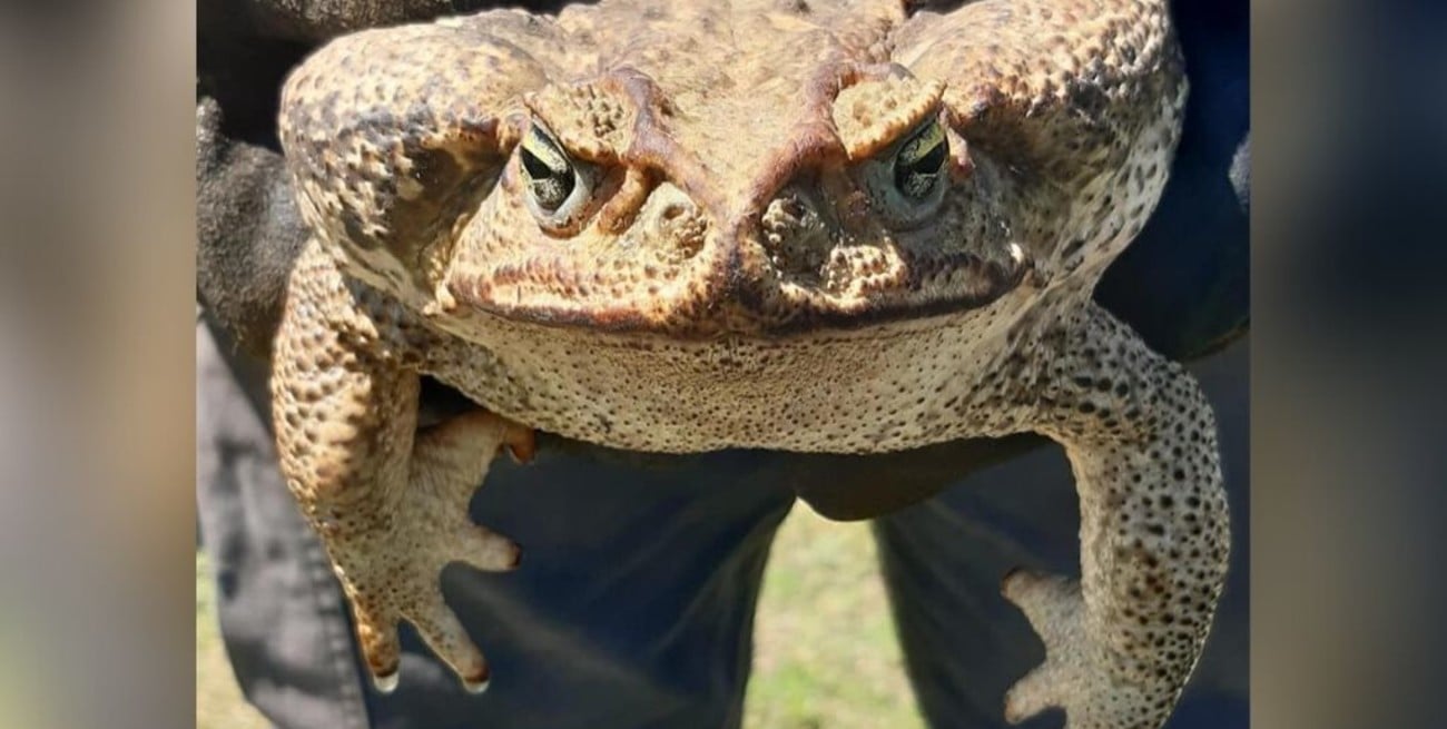 Encontraron un sapo gigante y venenoso en el sur provincial