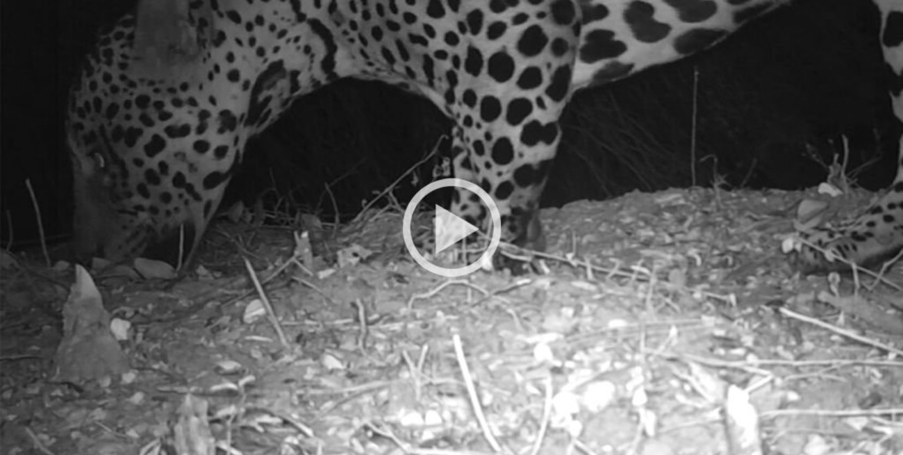 Registran por primera vez imágenes de un yaguareté en El Impenetrable chaqueño