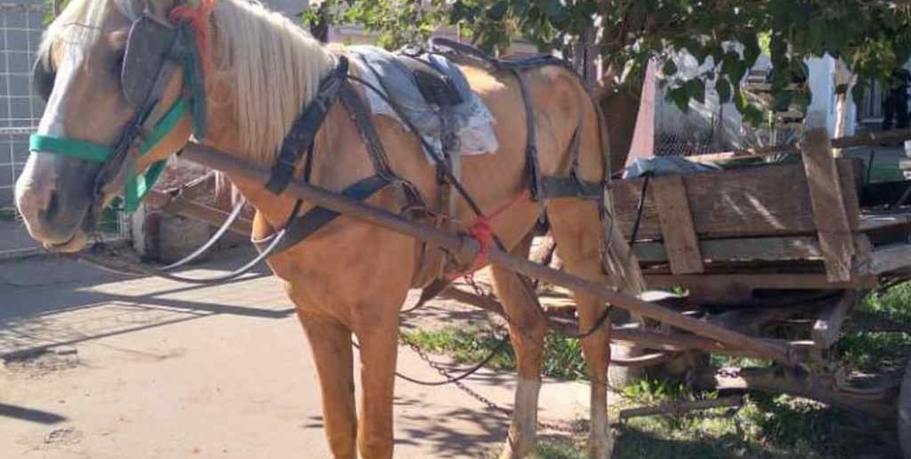 Rescataron un caballo en mal estado  